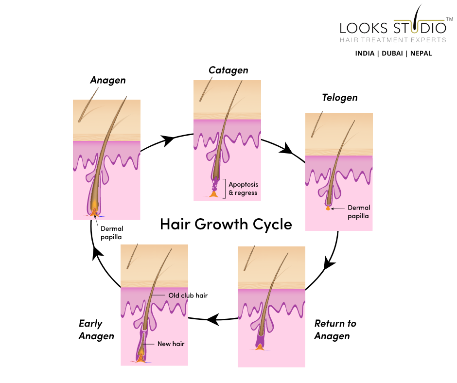 Understanding the Hair Growth Cycle: Unlocking the Secrets to Healthy Hair