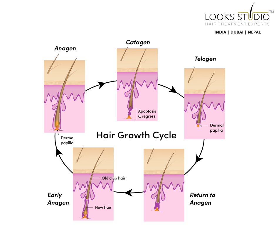 Hair Growth Cycle